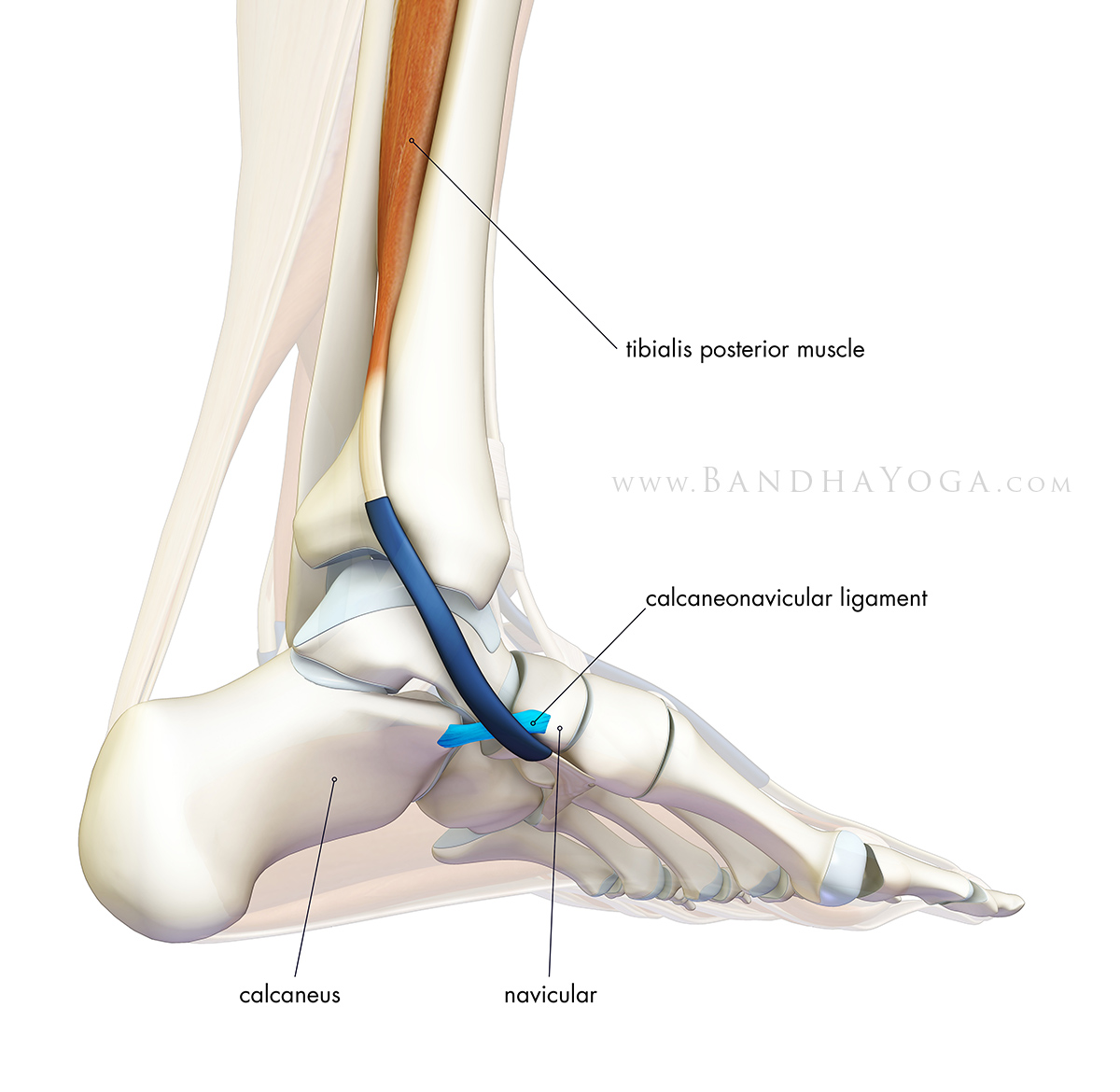 calcaneonavicular-ligament_blog